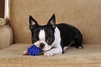 Boston Terrier