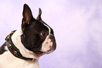 Boston Terrier Portrait