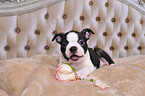 Boston Terrier Puppy