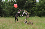 3 Boston Terriers