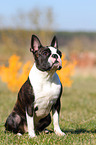 sitting Boston Terrier