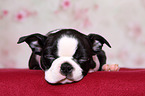 Boston Terrier Puppy