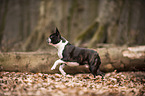 running Boston Terrier