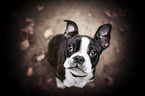 Boston Terrier Puppy