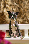sitting Boston Terrier Puppy