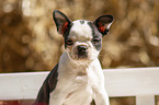 Boston Terrier Puppy Portrait