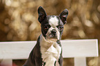 Boston Terrier Puppy Portrait