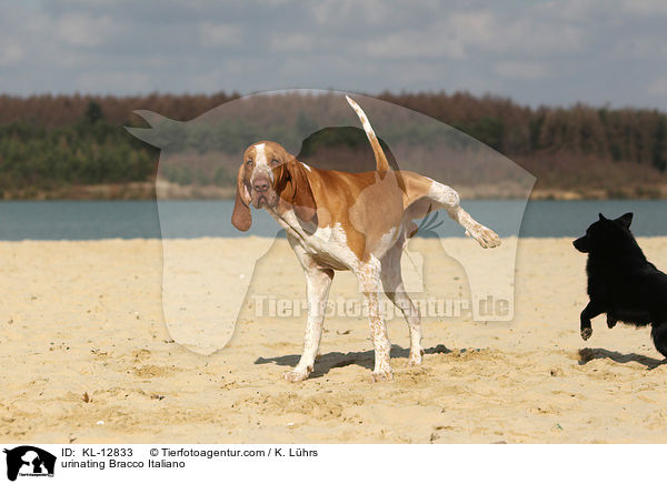 markierende Bracco Italiano / urinating Bracco Italiano / KL-12833