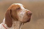 Bracco Italiano Portrait