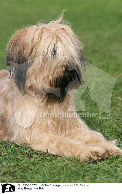 liegender Briard / lying Berger de Brie / RR-00572