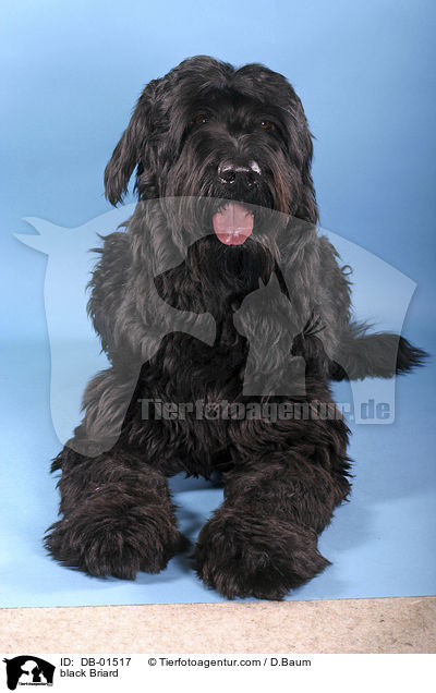 schwarzer Briard / black Briard / DB-01517