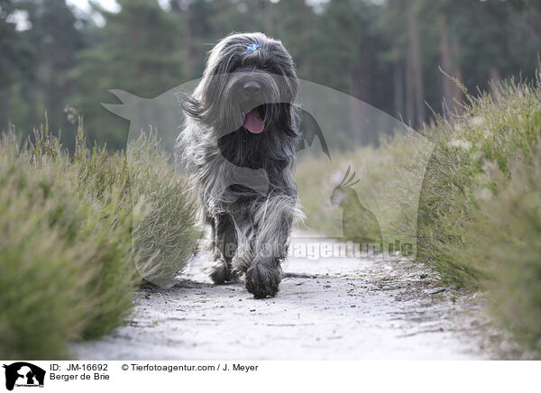 Briard / Berger de Brie / JM-16692