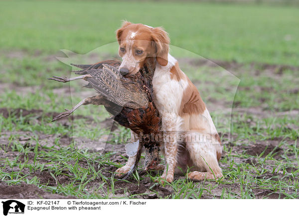 Epagneul Breton mit Fasan / Epagneul Breton with pheasant / KF-02147