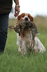 retrieving Epagneul Breton