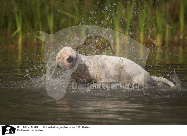 Bullterrier at water / MK-01049