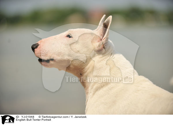 English Bull Terrier Portrait / YJ-01948
