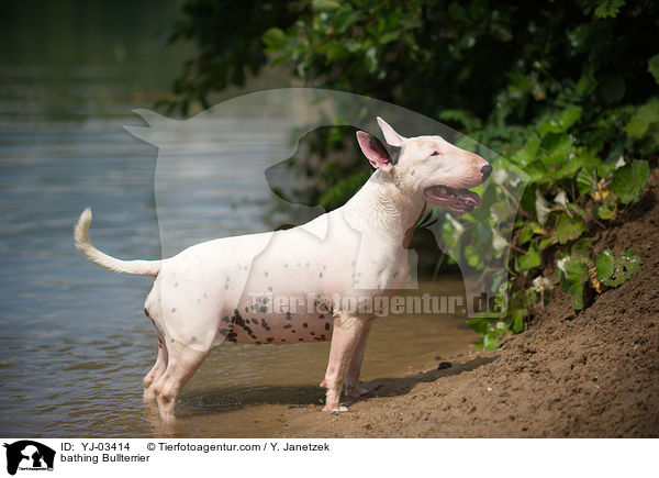 bathing Bullterrier / YJ-03414