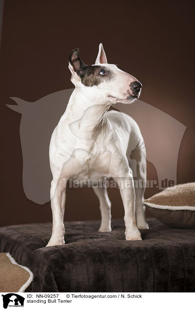 standing Bull Terrier / NN-09257
