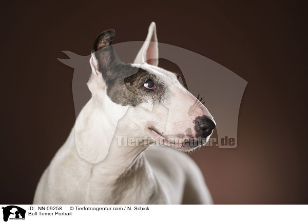 Bull Terrier Portrait / NN-09258