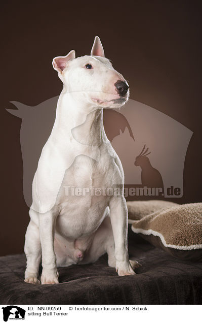 sitting Bull Terrier / NN-09259