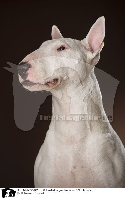 Bull Terrier Portrait / NN-09262