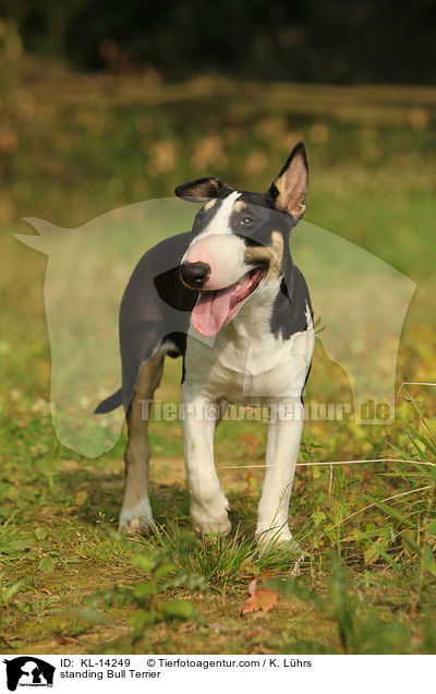 standing Bull Terrier / KL-14249