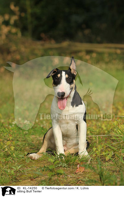 sitting Bull Terrier / KL-14250