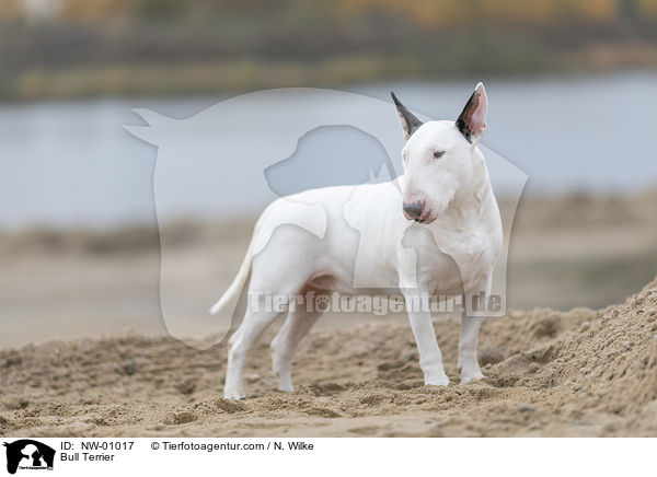 Bull Terrier / NW-01017