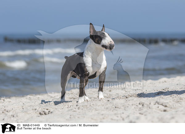 Bull Terrier at the beach / MAB-01449