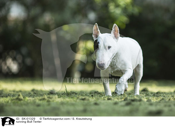 rennender Bullterrier / running Bull Terrier / SK-01329
