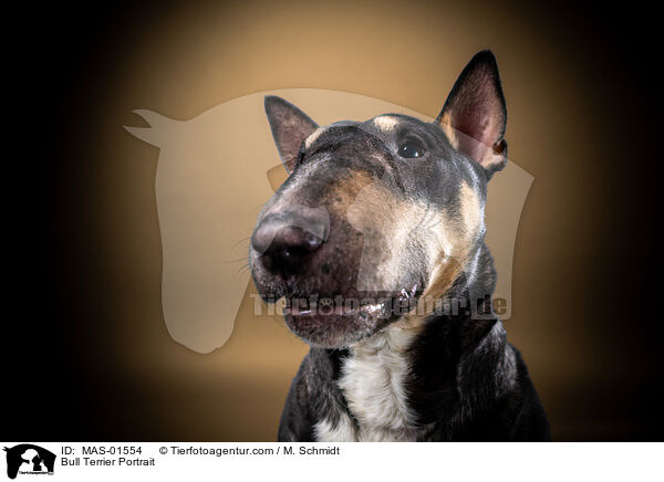 Bull Terrier Portrait / MAS-01554