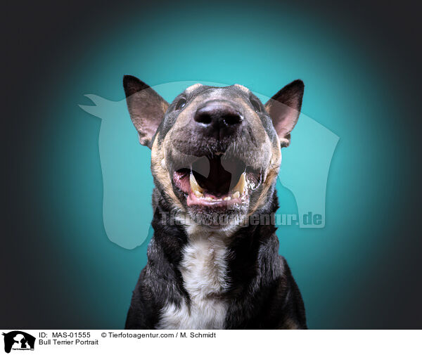 Bull Terrier Portrait / MAS-01555