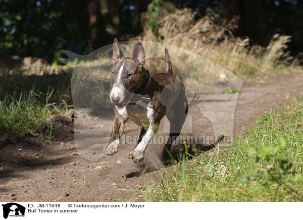 Bull Terrier in summer / JM-11648