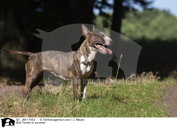 Bull Terrier in summer / JM-11652
