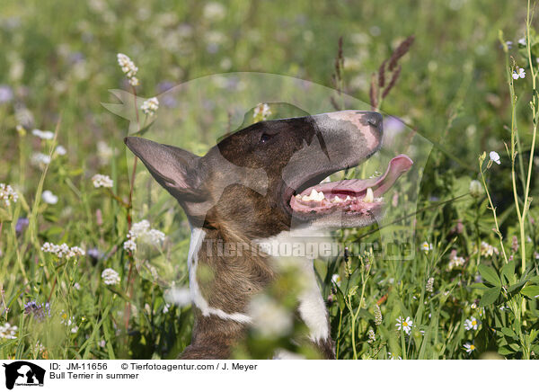 Bull Terrier in summer / JM-11656