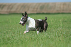 running Bullterrier