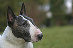 Bullterrier Portrait