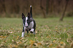 running English Bull Terrier