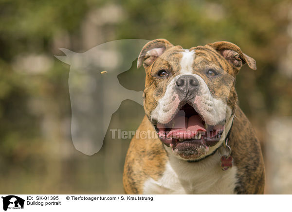 Bulldogge Portrait / Bulldog portrait / SK-01395
