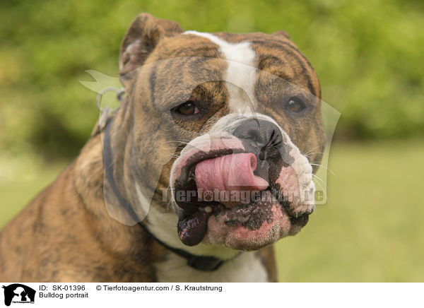 Bulldogge Portrait / Bulldog portrait / SK-01396