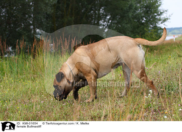 Bullmastiff Hndin / female Bullmastiff / KMI-01654