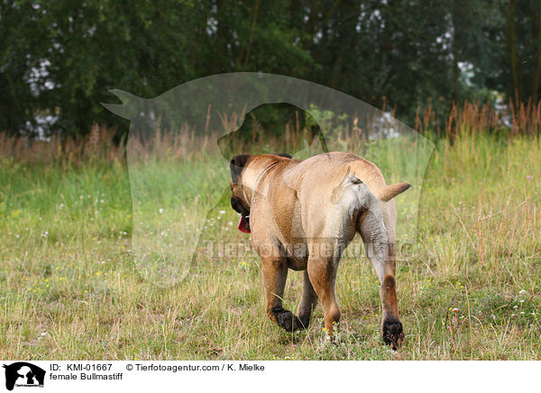 female Bullmastiff / KMI-01667