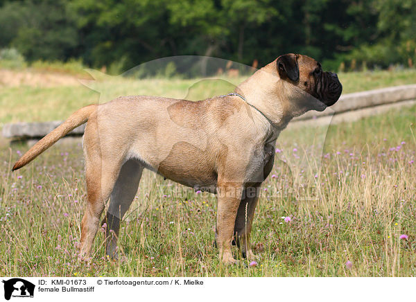 female Bullmastiff / KMI-01673