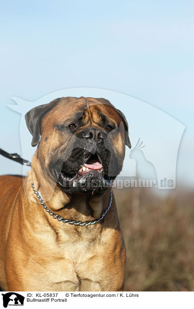 Bullmastiff Portrait / KL-05837