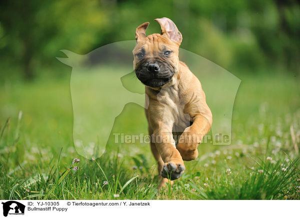 Bullmastiff Puppy / YJ-10305