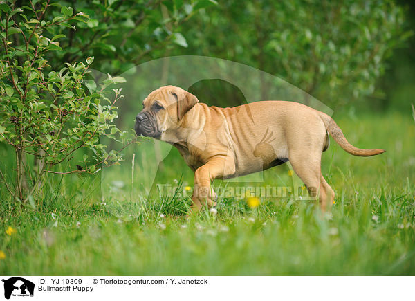 Bullmastiff Puppy / YJ-10309