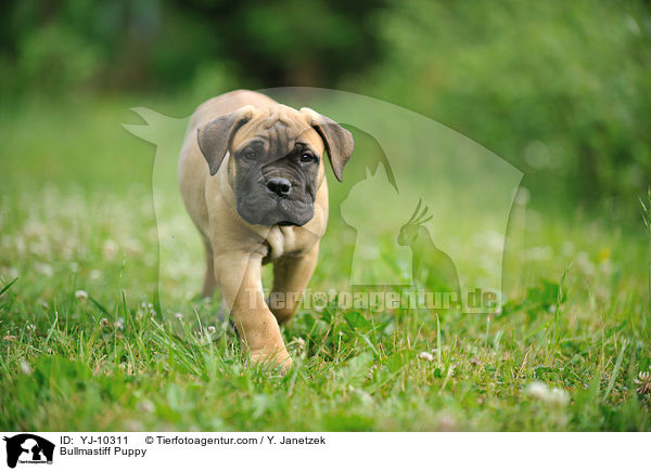 Bullmastiff Puppy / YJ-10311