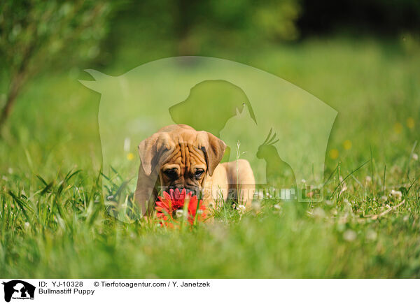 Bullmastiff Puppy / YJ-10328