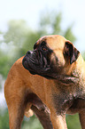 male Bullmastiff