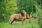 standing Bullmastiff